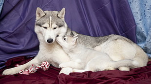 photo of agouti and white Siberian Husky with puppy